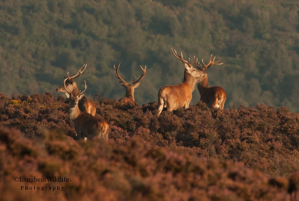 Deer Count 2016